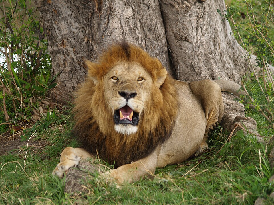 lion