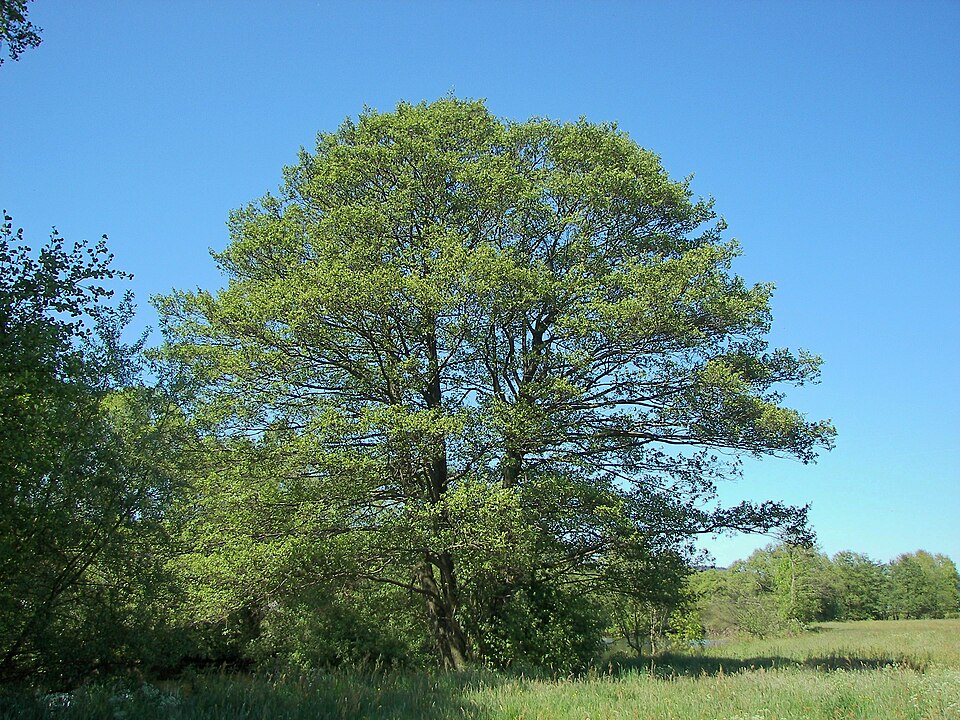 Baum